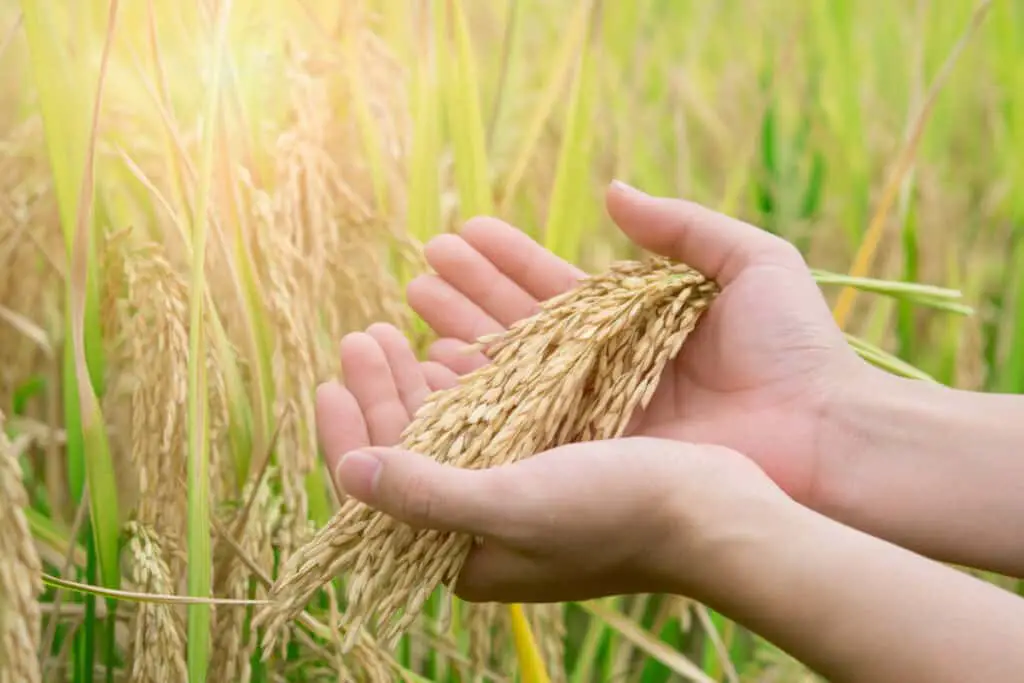 rice ready to be harvested image