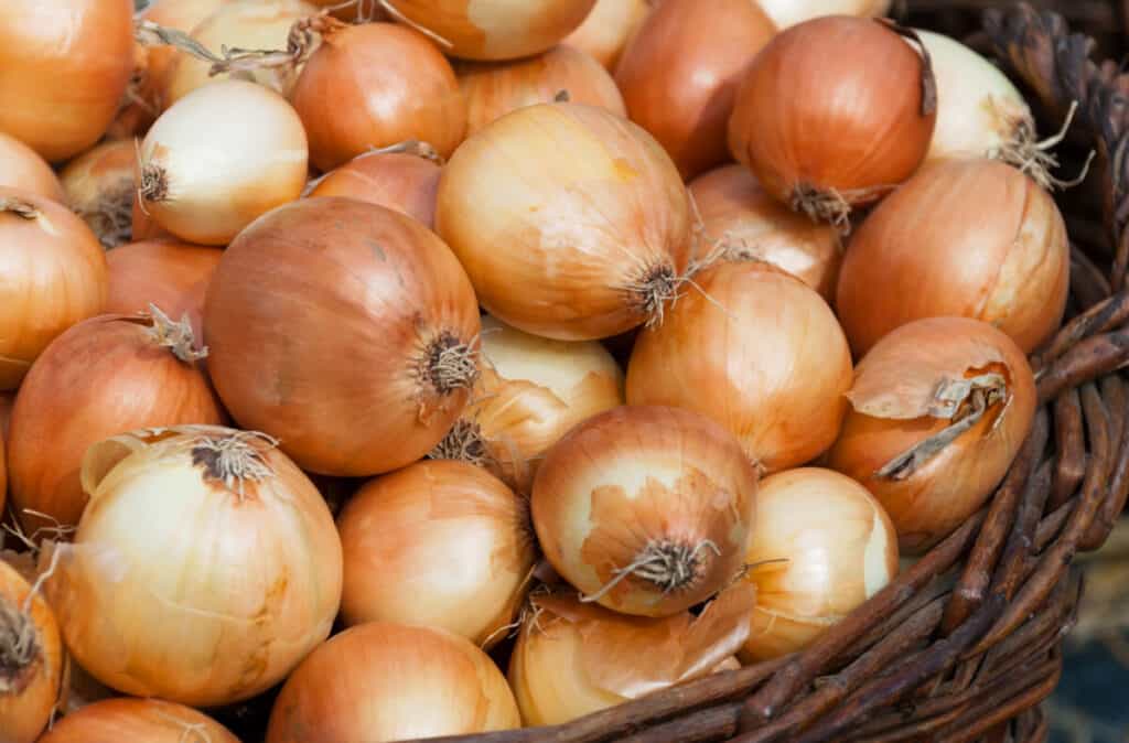 Basket full of white onions