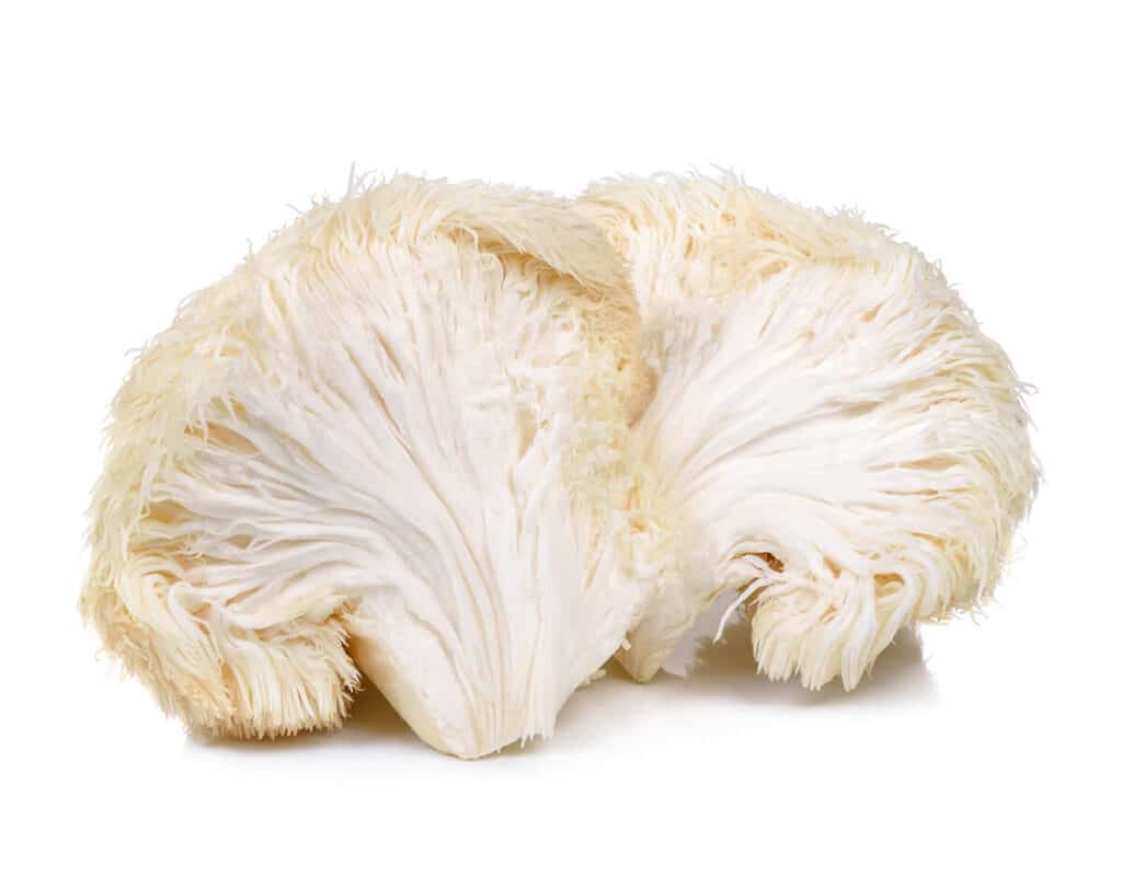 Lion mane mushroom on a white background