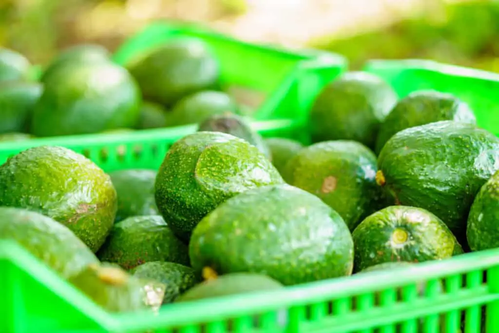 A green basket full of fresh avocados