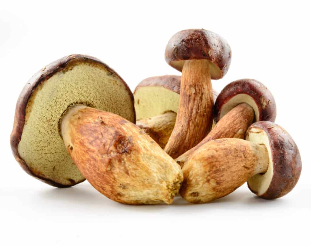 Porcini mushrooms