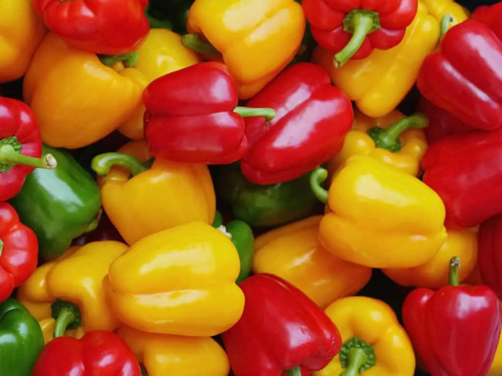 Red, yellow, and green whole bell peppers