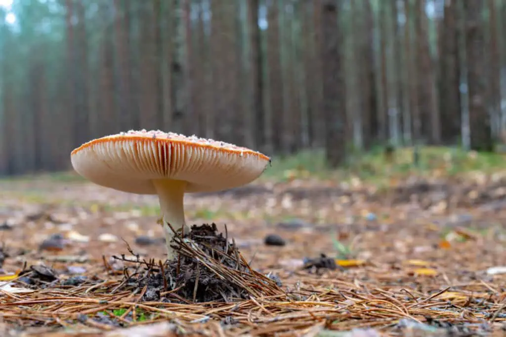 White and orange mushroom in a forest