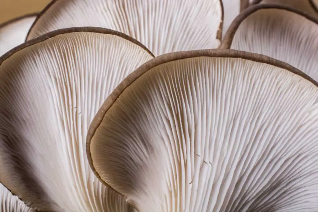 White mushroom gills