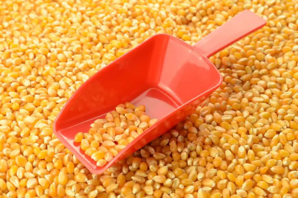 A red scoop rests on a pile of popcorn kernels being sold as wholesale bulk product
