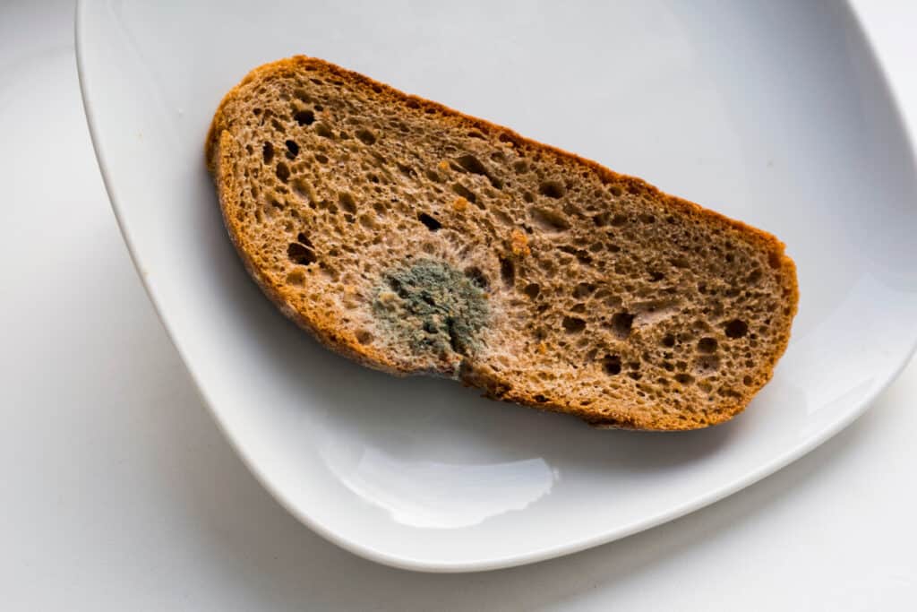 A moldy slice of bread on a white plate