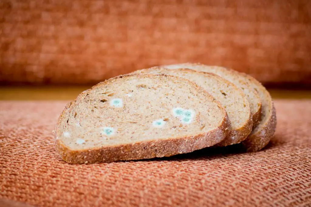 Slices of wheat bread with green and white mold
