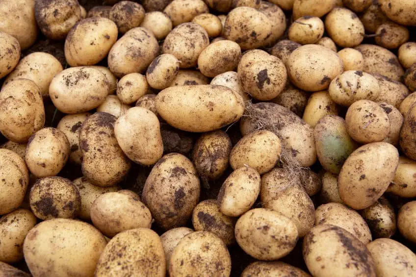 Large pile of freshly dug potatoes during harvest
