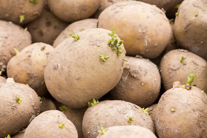 Green sprouted potato eyes, potatoes ready for planting in the ground