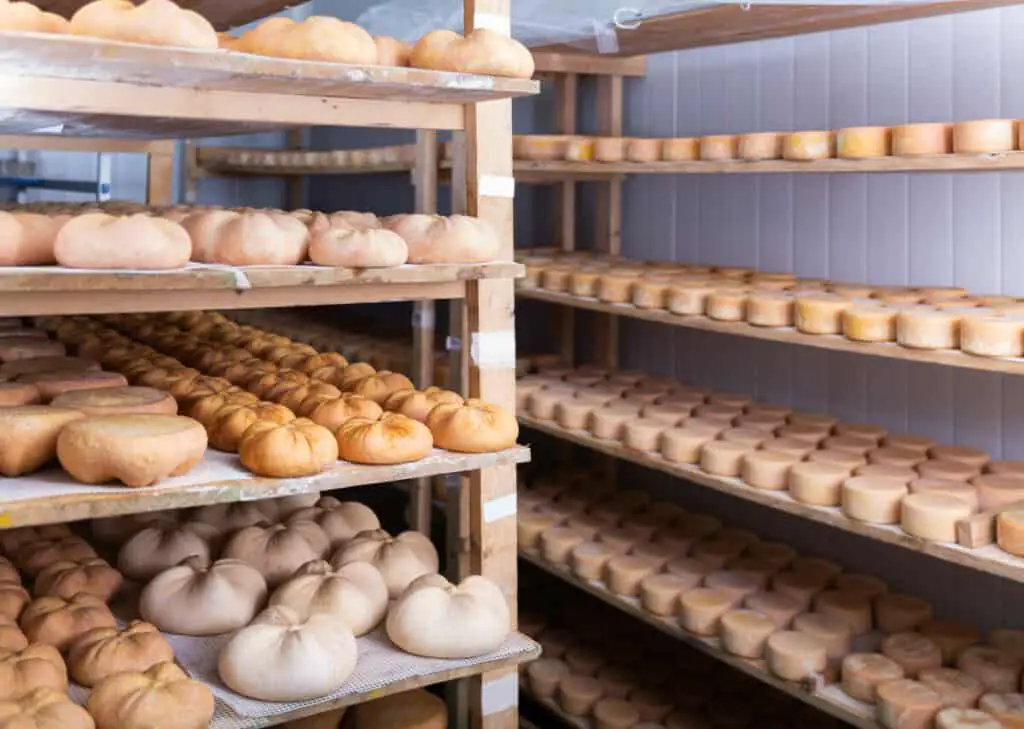 Trays of various types of cheese aging